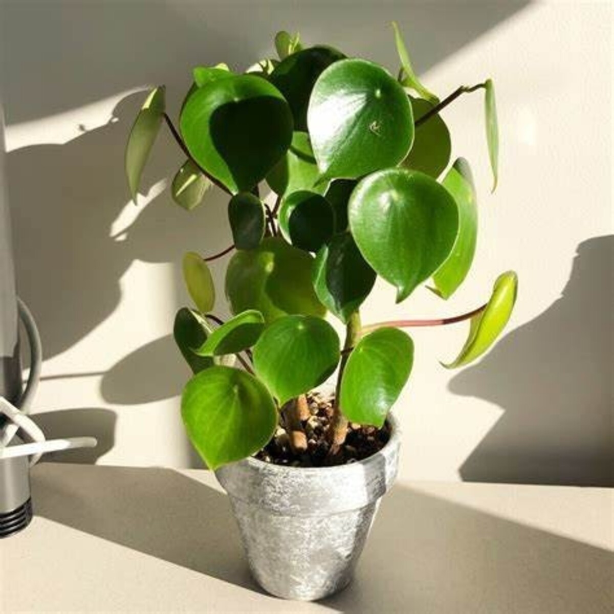 Peperomia - Raindrop 150mm Pot (VN)