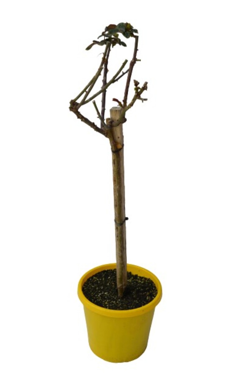 Rose Standard 3ft - Peace 250mm Pot (VN)