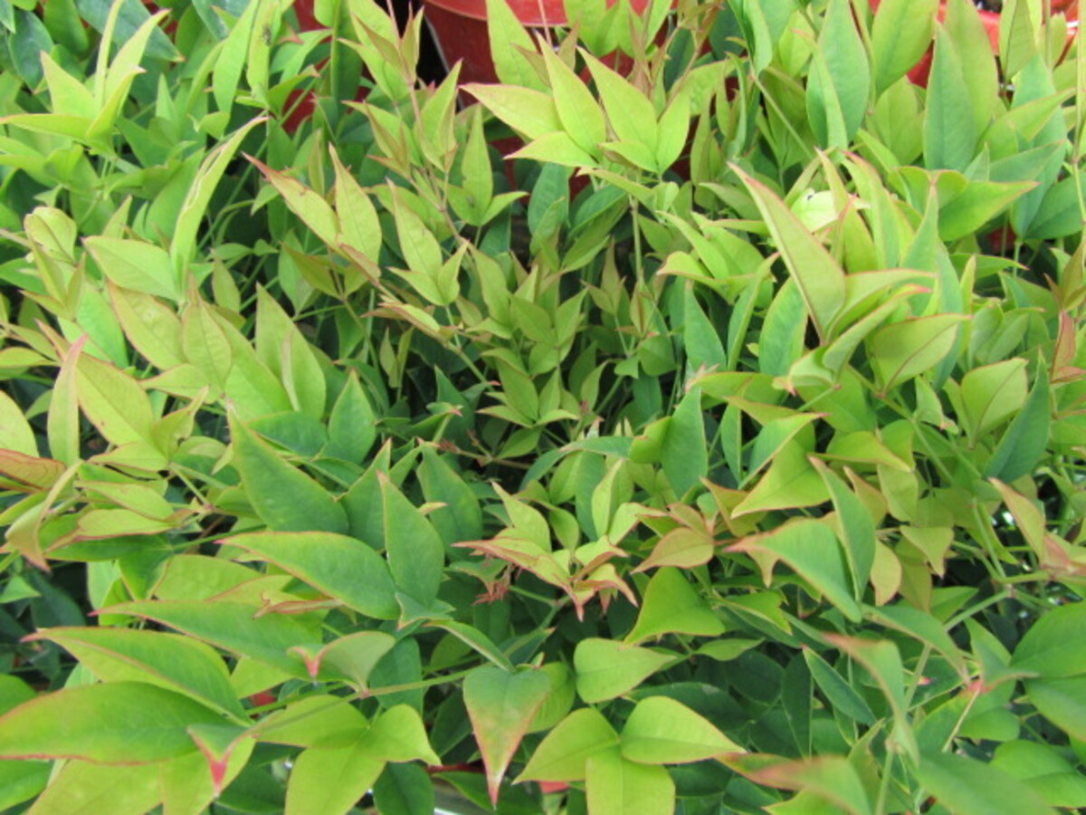 Nandina Domestica - Moon Bay 200mm Pot (VN)