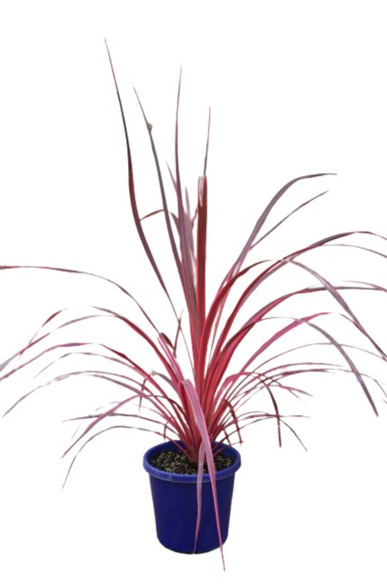 Cordyline - Salsa 150mm Pot