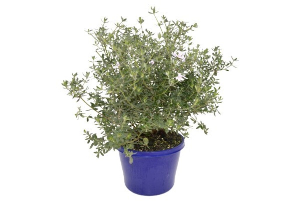 Westringia - White Rambler 140mm Pot