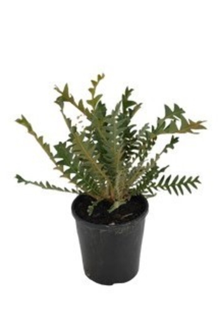 Banksia - Red Lantern 140mm Pot