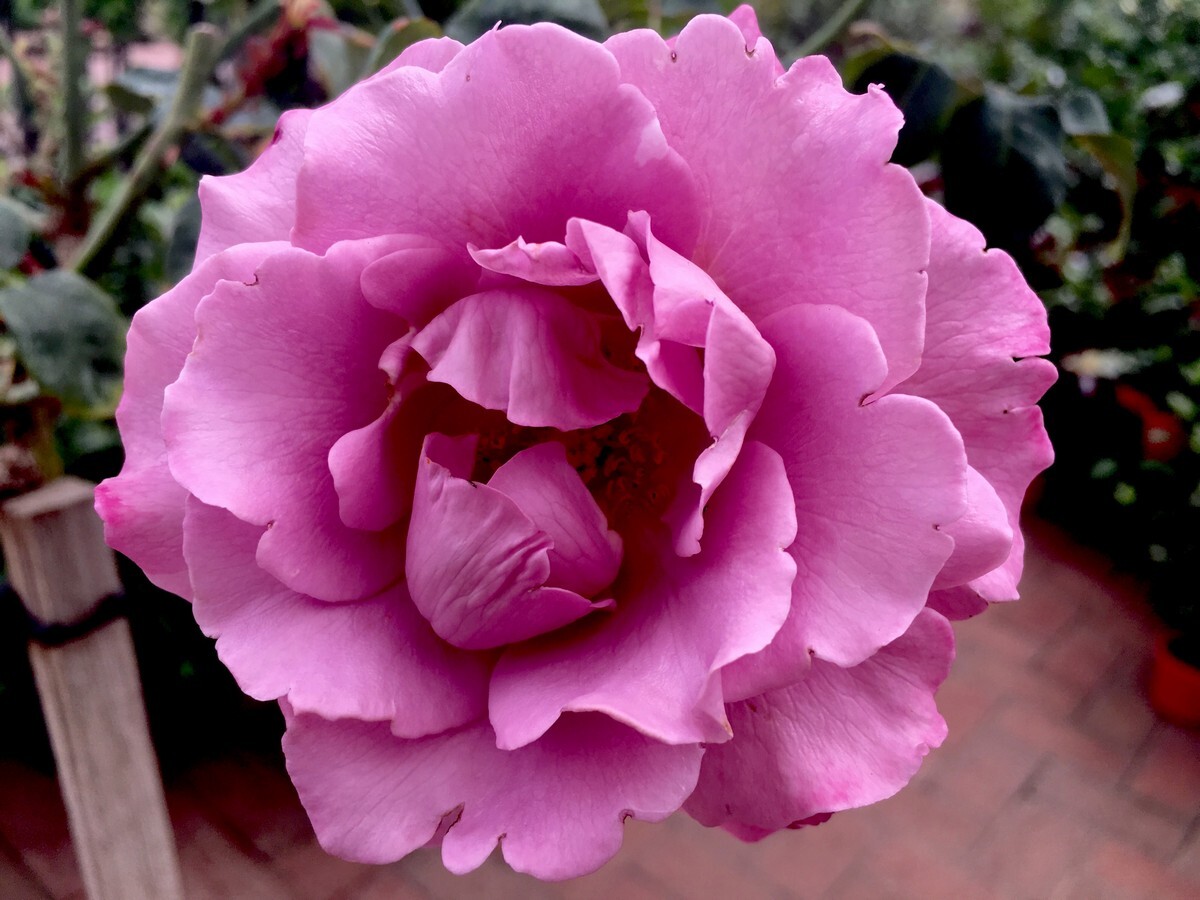 Rose 3ft Standard - Angel Face 250mm Pot (VN)