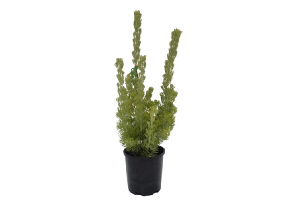 Adenanthos - Silver Streak 140mm Pot