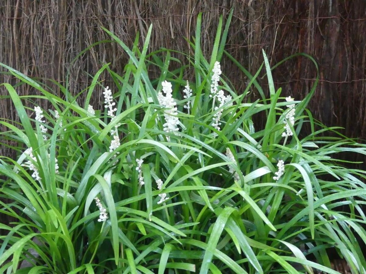 Liriope muscari - Monroe White 150mm Pot (VN)