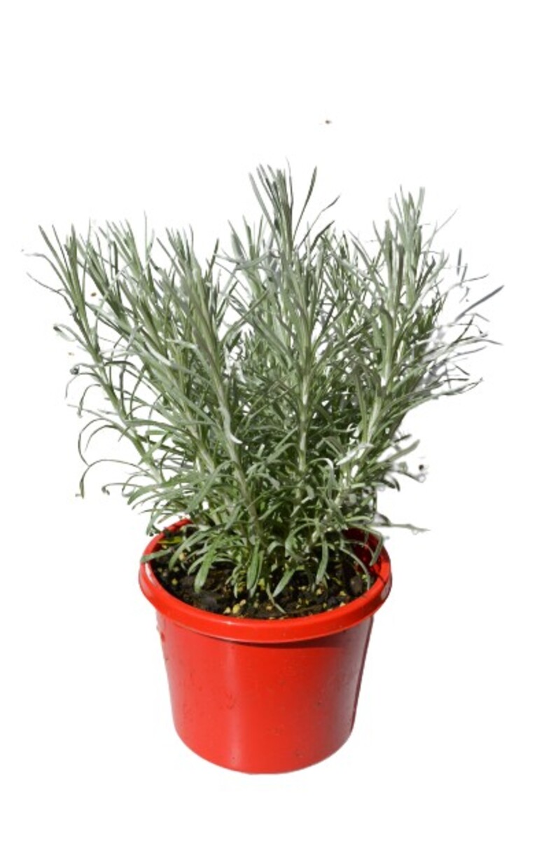 Curry Plant 115mm Pot (VN)