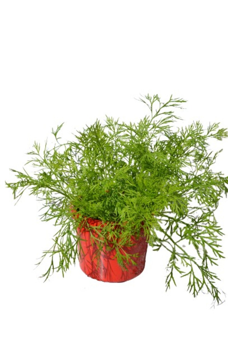Dill - Common 115mm Pot