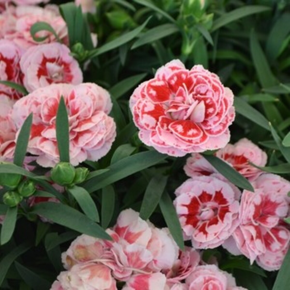 Carnation - Sunflor Megan 150mm Pot (VN)