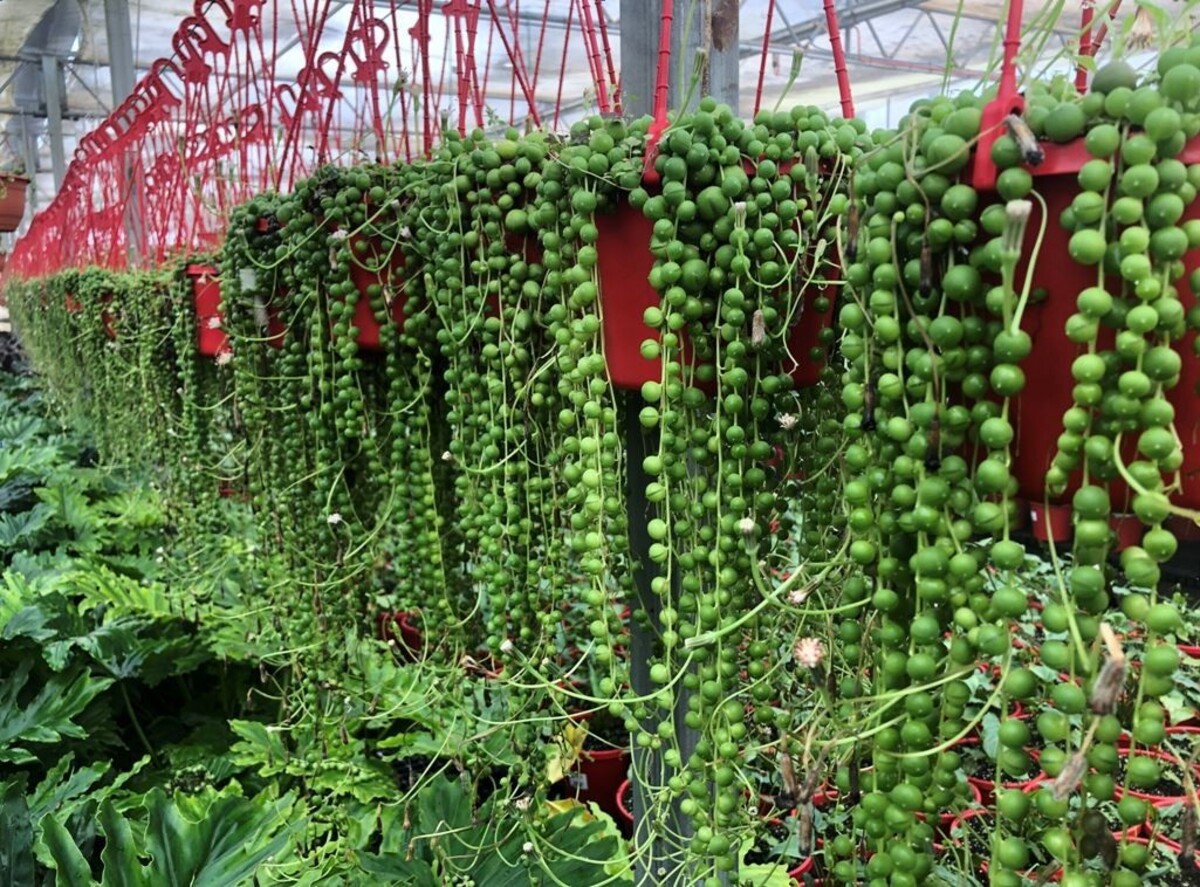 Senecio - String of Pearls 270mm Hanging Basket (VN)