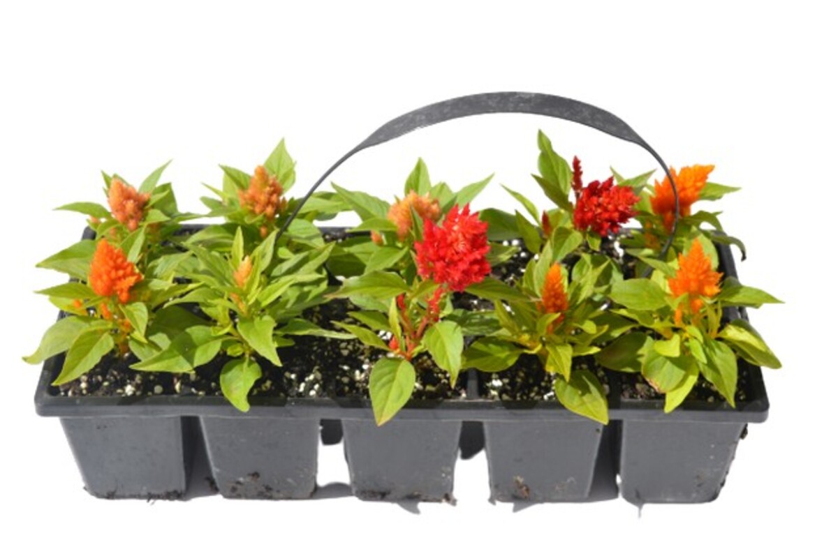 Celosia - Icecream Mix 10 Pack
