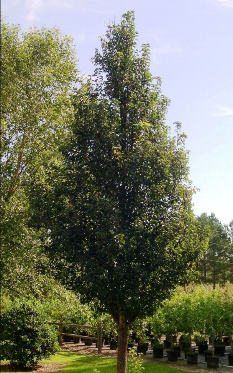 Pyrus - Cleveland Select 420mm Pot