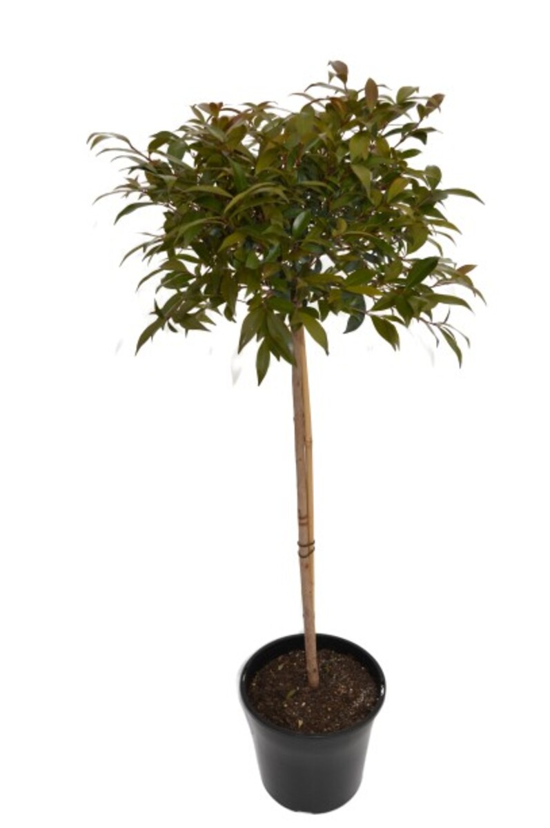Syzygium - Lilly Pilly Standard 200mm Pot