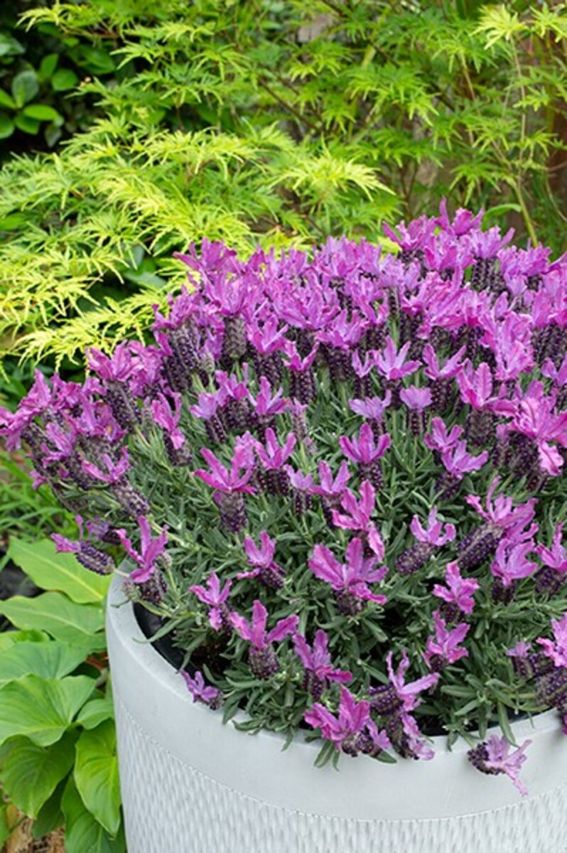 Lavender - The Queen 140mm Pot