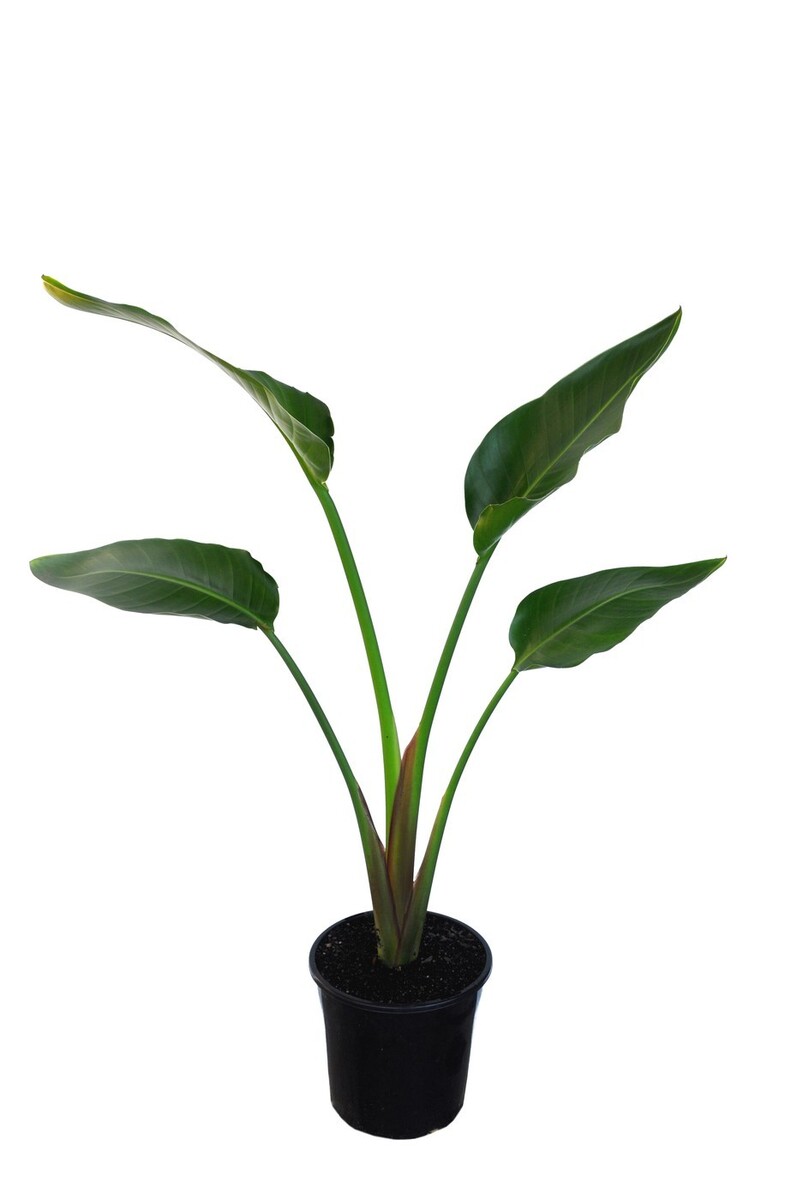 Strelitzia nicolai - Giant Bird of Paradise 250mm Pot