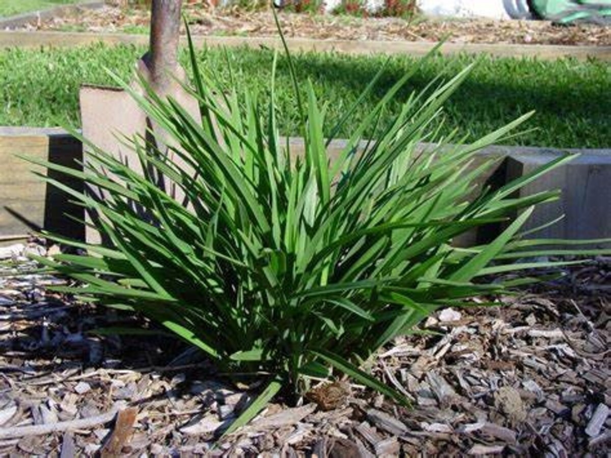 Dianella - Streetscape 150mm Pot (VN)