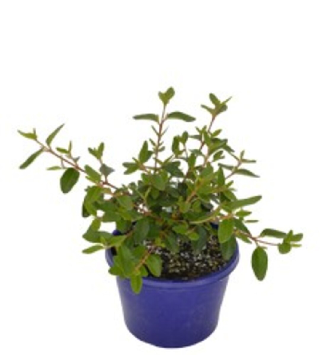Correa - Dusky Bells 150mm Pot (VN)