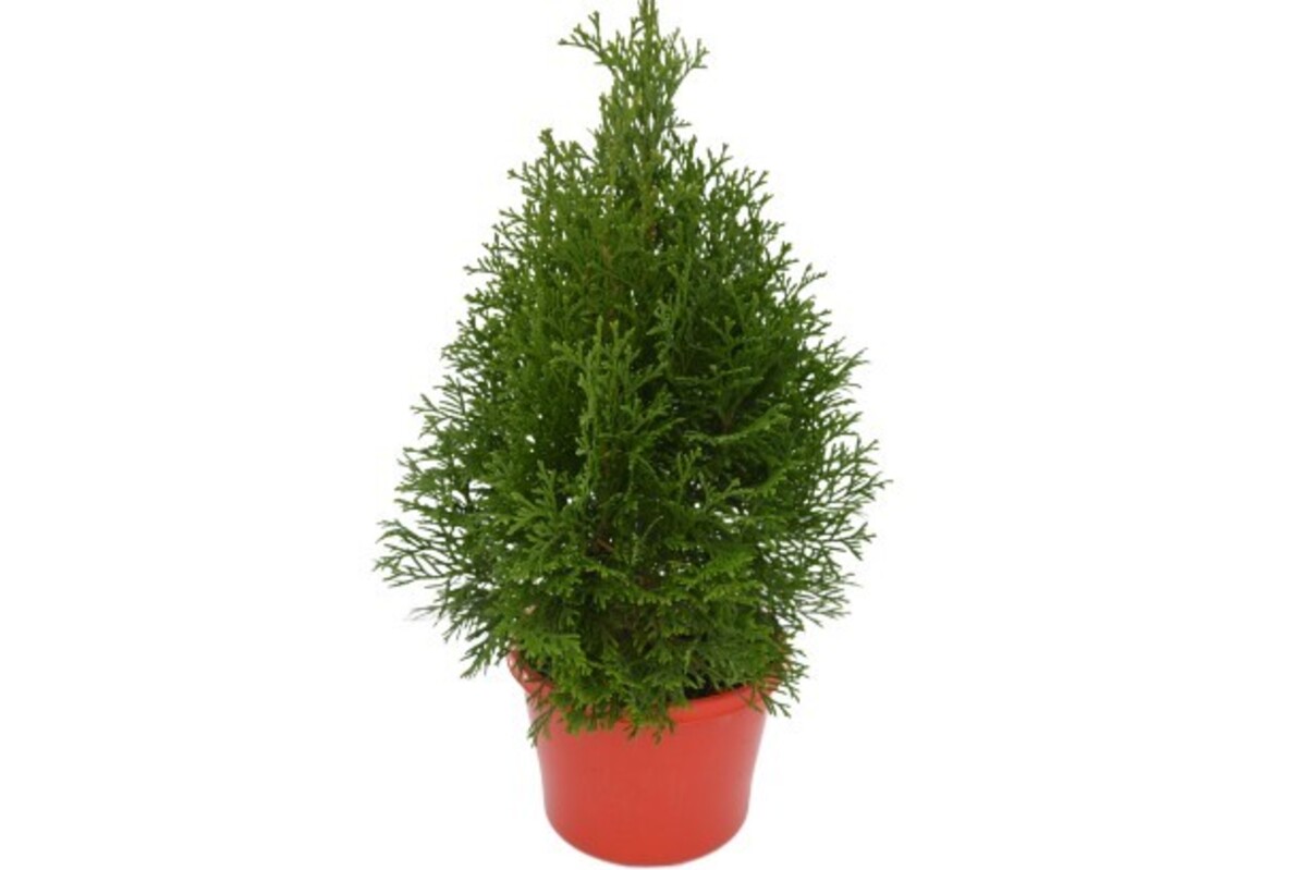 Thuja occidentalis - Smaragd 150mm Pot (VN)