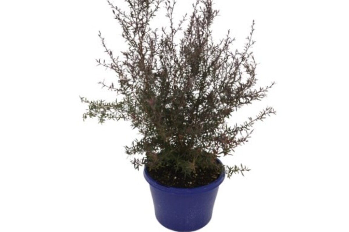 Leptospermum Nanum Rubrum - Dwarf Red Tea Tree 150mm Pot (VN)
