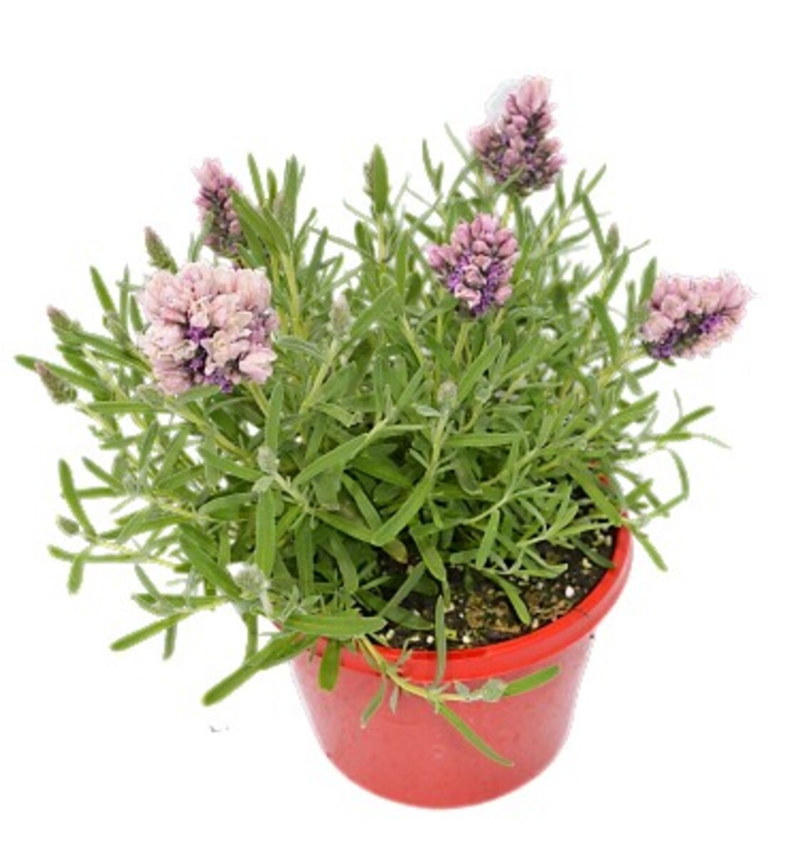 Lavish Lavenders - Lavish Musk 150mm Pot (VN)