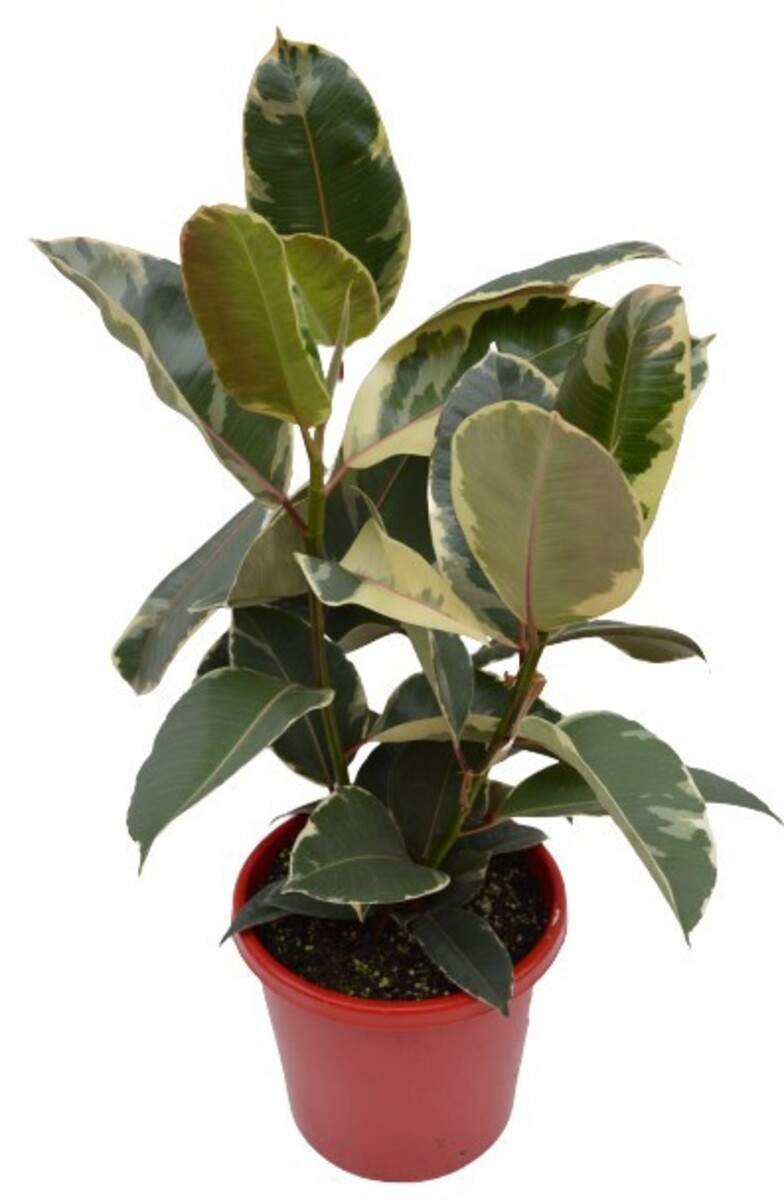 Ficus elastica - Tineke 250mm Pot