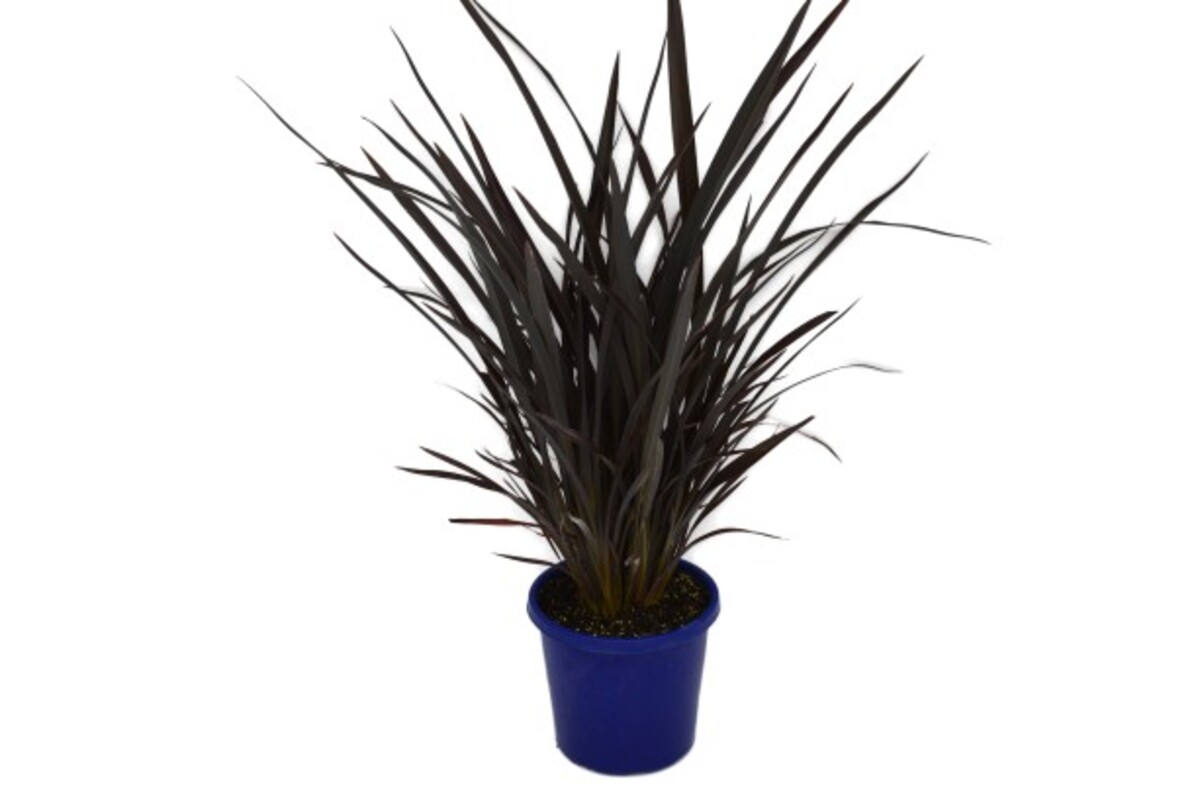 Phormium - Black Rage 200mm