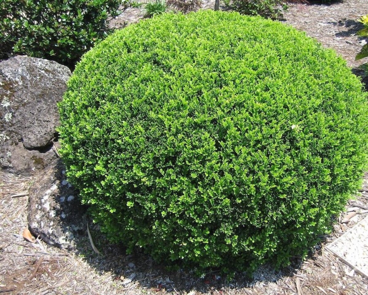 Murraya - Min a Min 150mm Pot (VN)