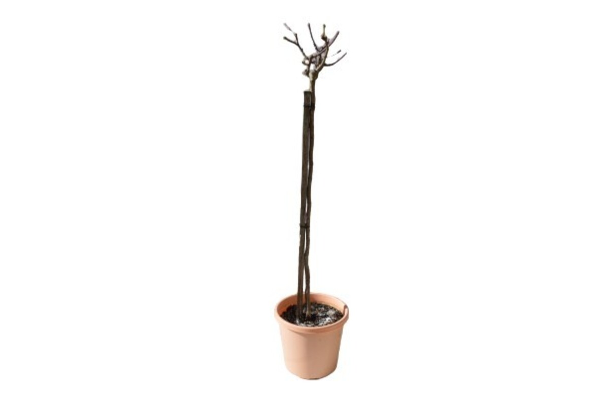 Rose 3ft Standard - Just Joey 250mm Pot (VN)