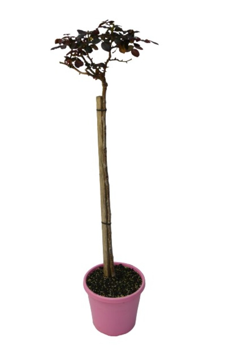 Rose 3ft Standard - Princess de Monaco 250mm Pot (VN)