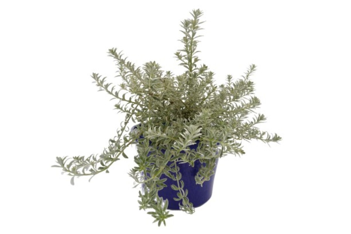 Westringia - Smokie 150mm Pot (VN)