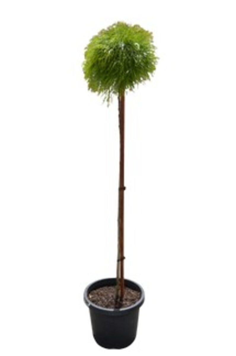 Acacia - Limelight Standard 300mm Pot