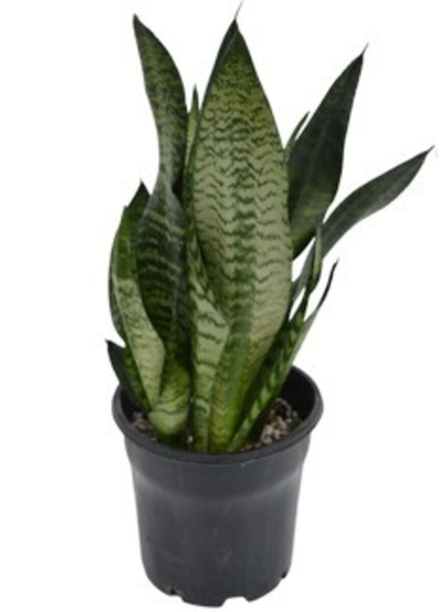 Sansevieria Superba - Mother-in-laws Tongue 200mm Pot (VN)