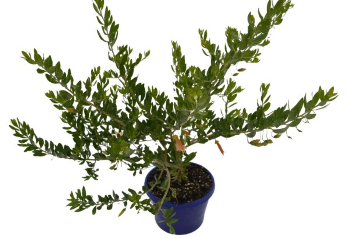 Eremophila - Emu Bush Orange 150mm Pot (VN)