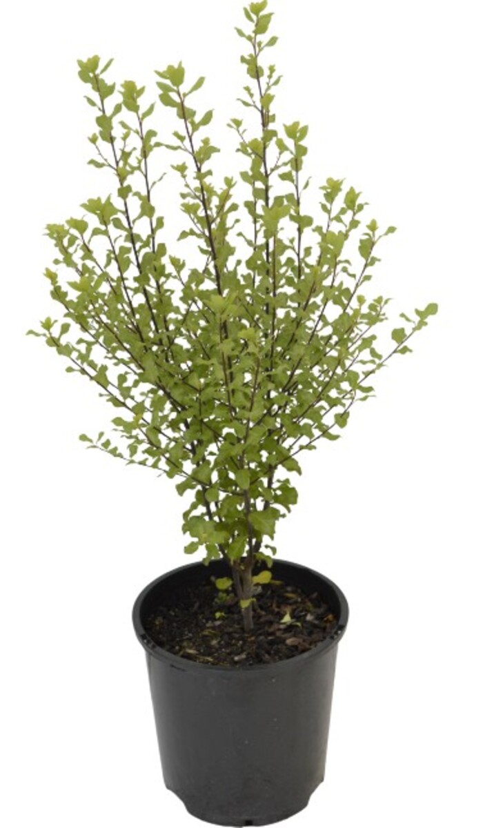 Pittosporum - Screen Master 200mm Pot