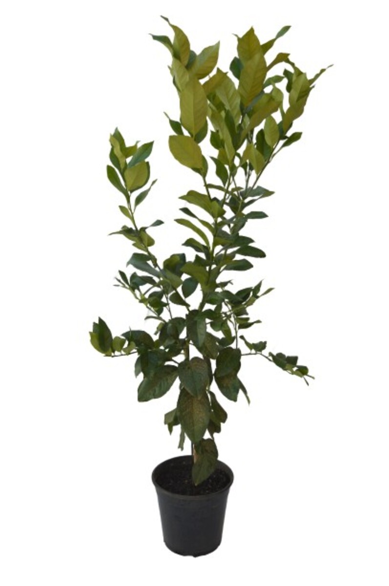Lemon - Eureka 250mm Pot