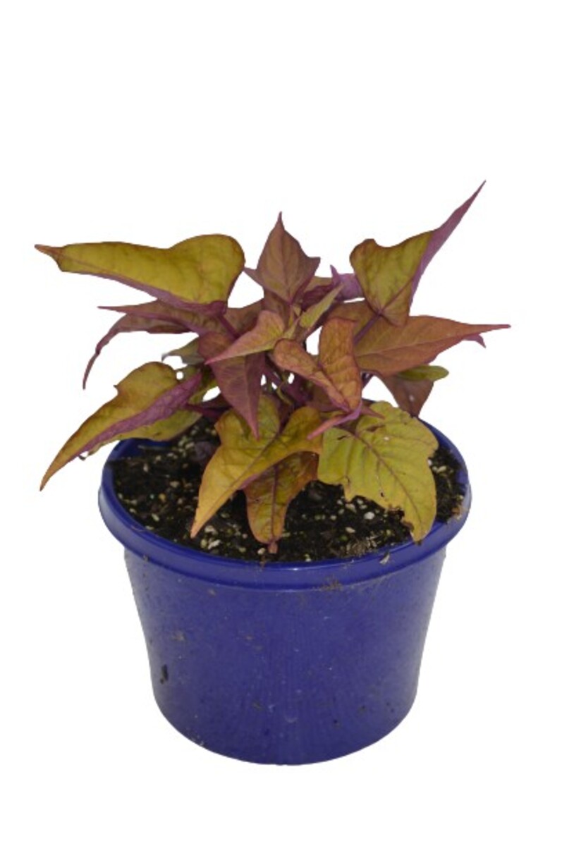 Ipomea Bright Ideas - Rusty Red 150mm Pot (VN)