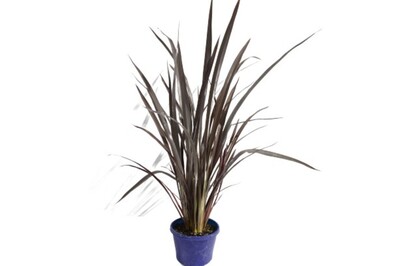 Phormium - Black Rage 150mm Pot (VN)