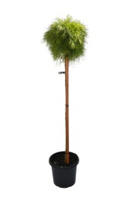Acacia - Limelight Standard 250mm Pot