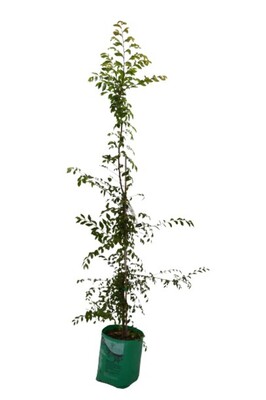 Ulmus - Chinese Elm - 230mm Bagged