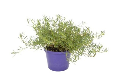 Myoporum - Fine Leaf Form 150mm Pot (VN)