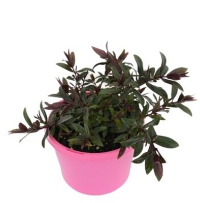 Hebe - Pretty N Pink 150mm Pot (VN)