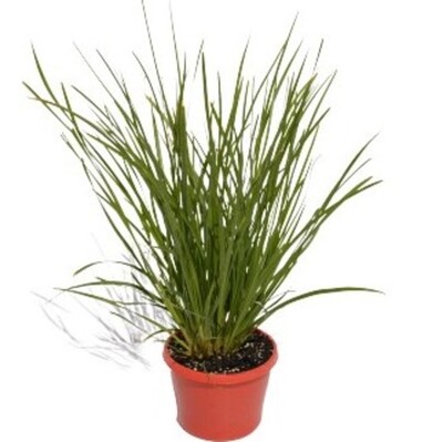 Lomandra - Little Pal 150mm Pot (VN)