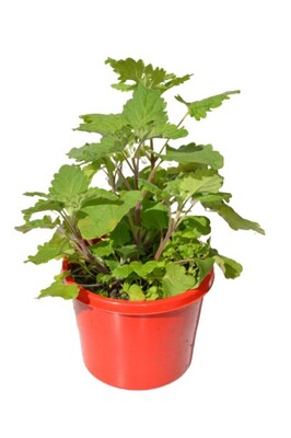 Catnip 115mm Pot (VN)