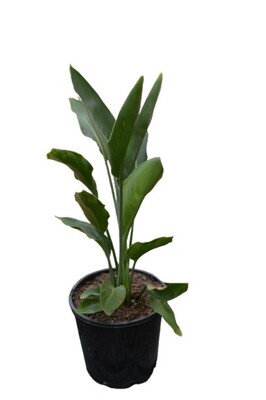 Strelitzia reginae - Bird of Paradise 140mm Pot