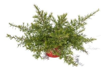 Grevillea - Cherry Ripe 150mm Pot (VN)