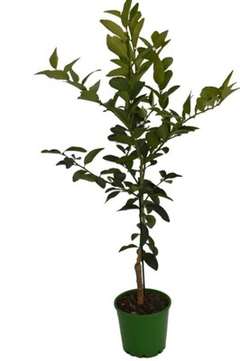 Lime - Tahitian 200mm Pot