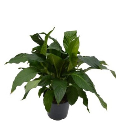 Spathiphyllum Sensation - Peace Lily 300mm Pot