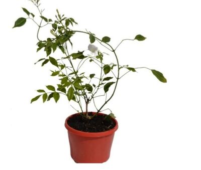 Pandorea - Lady Di 150mm Pot (VN)