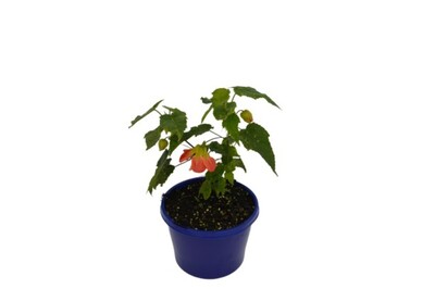 Abutilon - Lucky Lantern Tangerine 150mm Pot (VN)