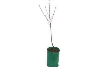 Nectarine - Peacharine - 230mm Bagged