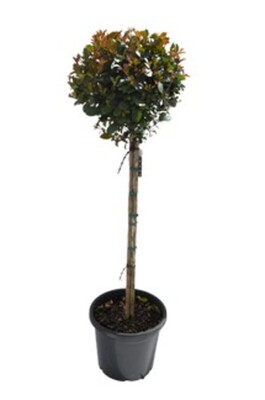 Syzygium - Big Red Standard 300mm Pot